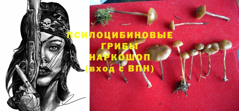 Псилоцибиновые грибы Psilocybe  Заволжск 